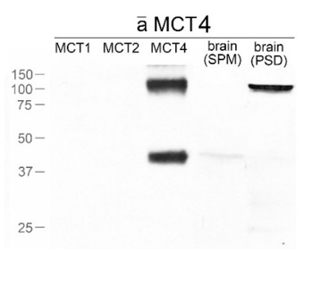 MCT4 (Slc16a3) polyclonal antibody (Rb)