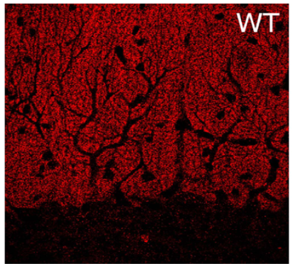 MGL polyclonal antibody (Rb)