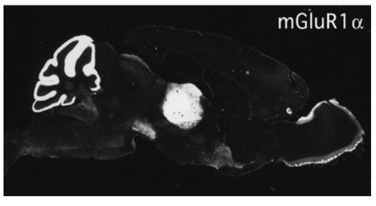 mGluR1? polyclonal antibody (Go)
