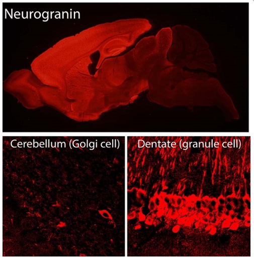 Neurogranin (NG/RC3) polyclonal antibody (GP)
