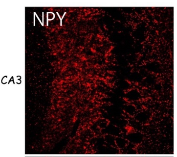 Anti NPY polyclonal antibody (Rabbit, Purified)