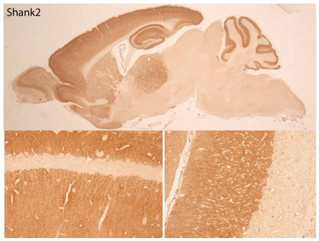 Shank2 polyclonal antibody (Rb)