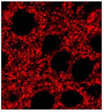 Synapsin-Ib polyclonal antibody (Rb)