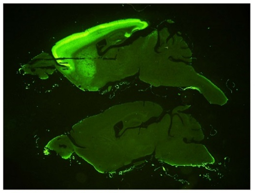 TARP?3 polyclonal antibody (GP)