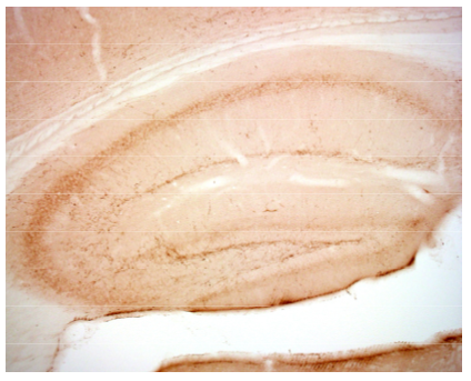 VGluT3 polyclonal antibody (Go)