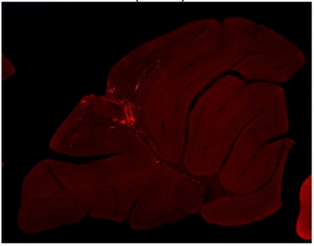ZsGreenFluorescentProtein polyclonal antibody (GP)