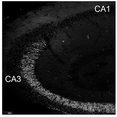 Afadin polyclonal antibody (GP)