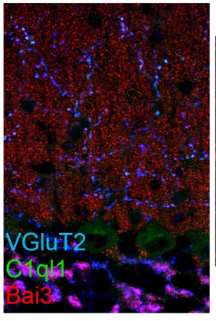 Bai3 polyclonal antibody (Rb)
