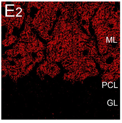 Cbln3 (precerebellin-3) polyclonal antibody (Rb)