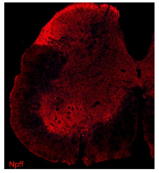 pro-NPFF (pro-NeuropeptideFF) polyclonal antibody (GP)