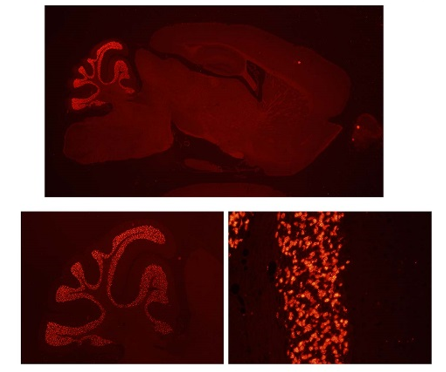 GluN2C (NR2C) polyclonal antibody (Rb)