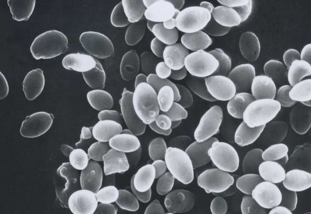 Westase Yeast Cell Lytic Enzymes