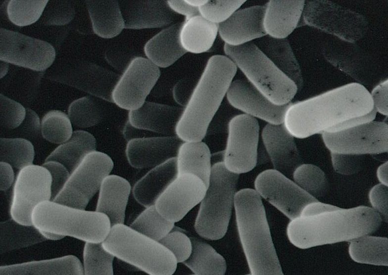 Labiase Bacterial Cell Lytic Enzymes
