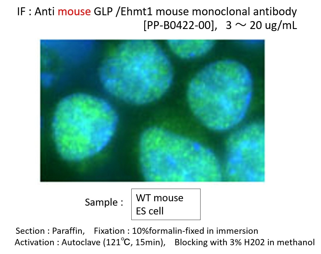 Anti GLP/Ehmt1 monoclonal antibody (Clone B0422)