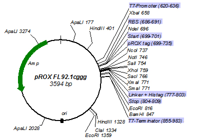 pROX-FL92.1cggg
