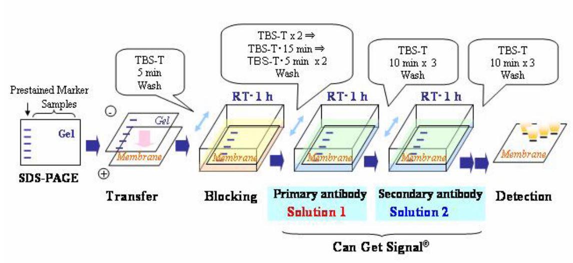 Can Get Signal for primary antibody