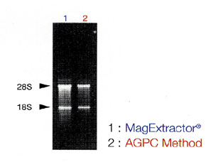 MagExtractor - RNA